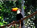 gal/holiday/Brazil 2005 - Foz do Iguacu Birds Sanctuary/_thb_Bird_Sanctuary_Iguacu_DSCF1227.jpg